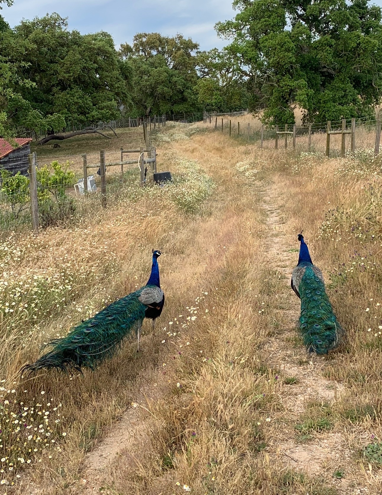 Aufbau-Ausbildung für Yogalehrende